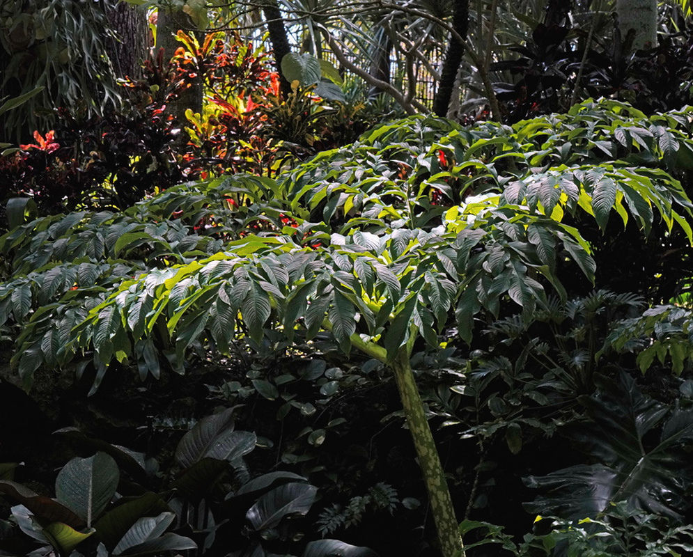 Amorphophallus konjac spreads a broad divided leaf on an upright stalk among shaded garden plants