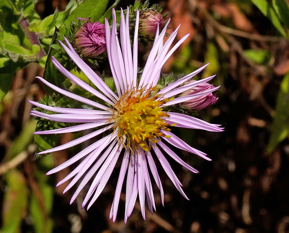 A single daisy-like pink aster bloom with numerous slender petals radiating from a yellow center, growing naturally among buds and foliage