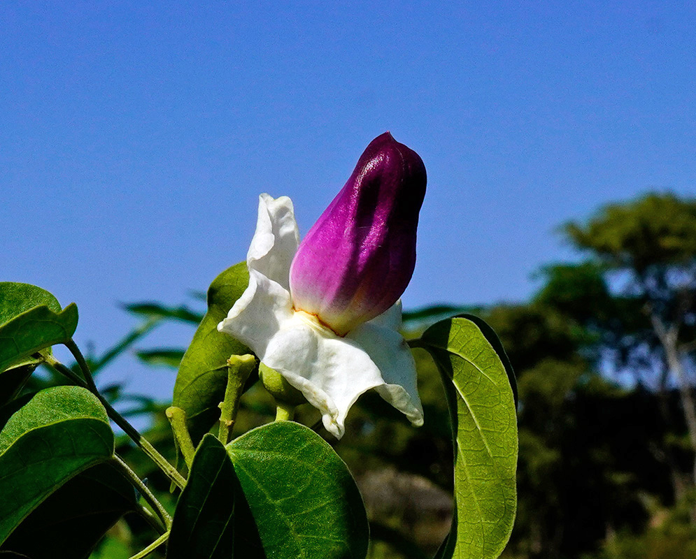 Emerging purple flower bud of Amphilophium paniculatum framed by white ruffled sepals and surrounded by bright green leaves against a clear blue sky