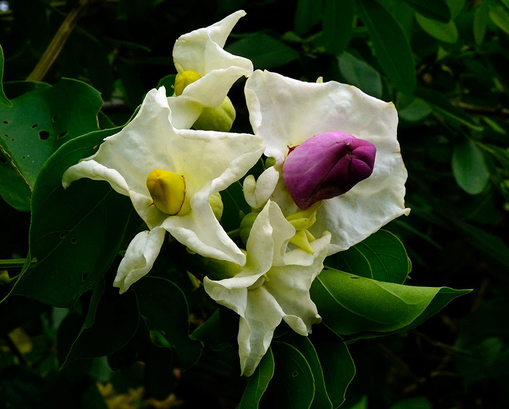 Cluster of Amphilophium paniculatum flowers with creamy white petals and distinct yellow and purple buds, set against lush green foliage