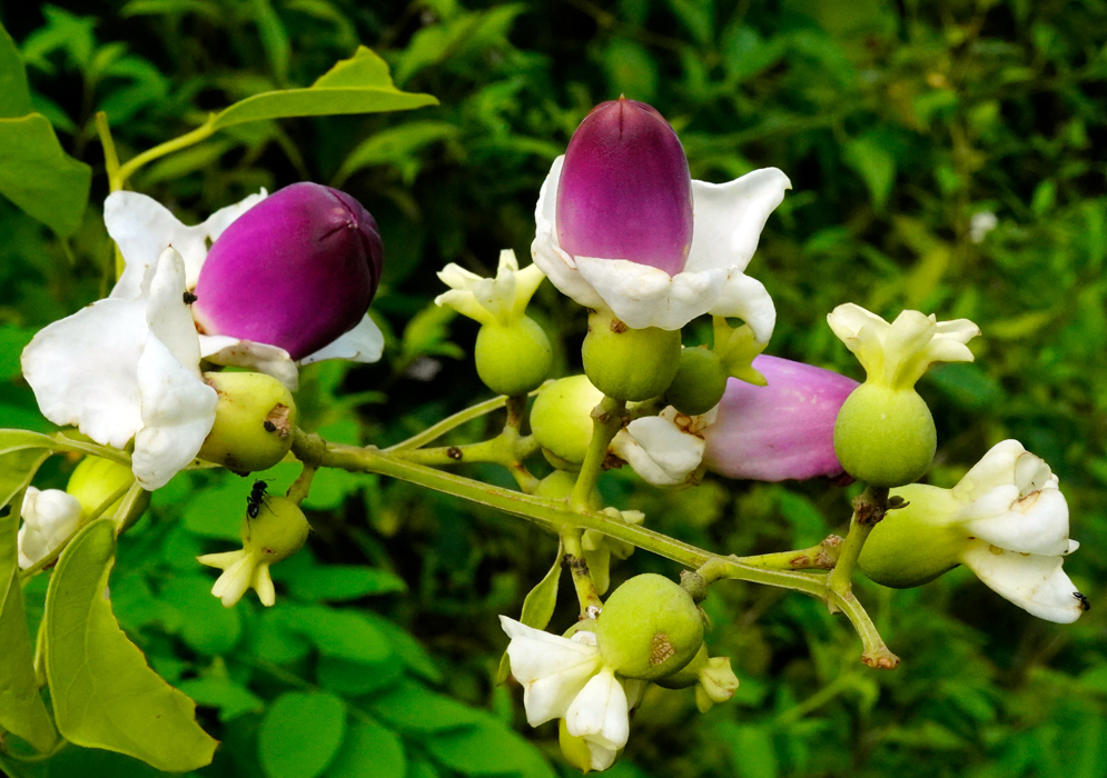 Amphilophium paniculatum inflorescence with unopened purple buds and white floral bracts against lush green foliage