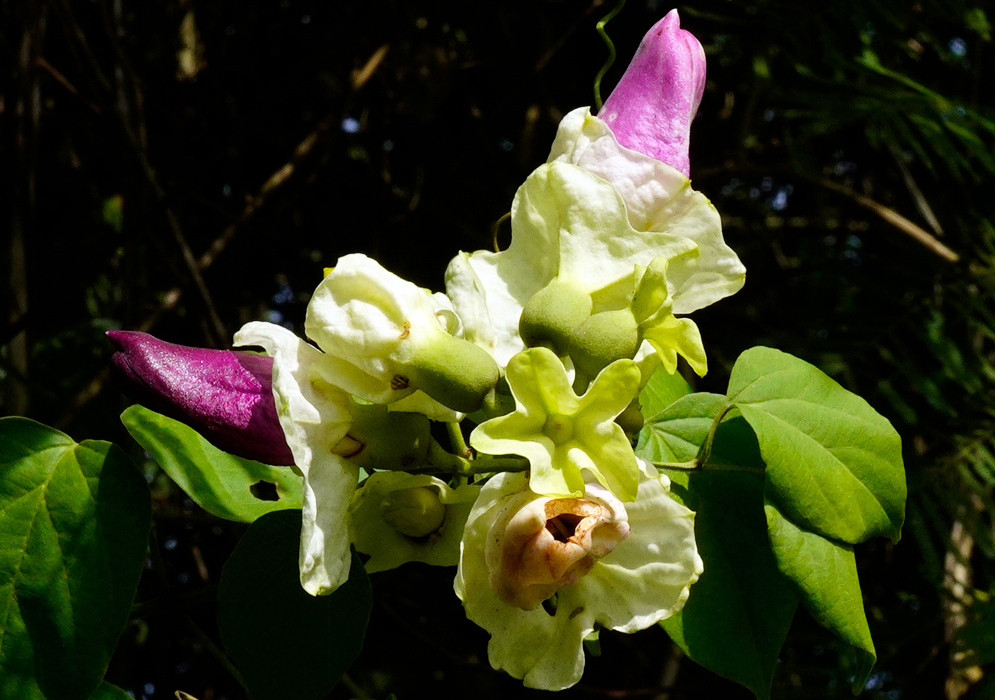 Amphilophium paniculatum vine displaying pink-purple flower buds and pale greenish-white bracts against dark forest background