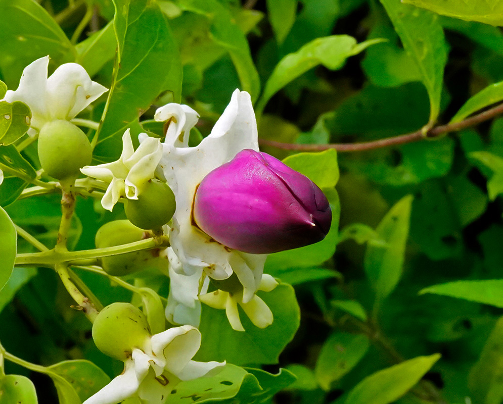 Pinkish-purple flower bud of Amphilophium paniculatum emerging from white sepals surrounded by green foliage