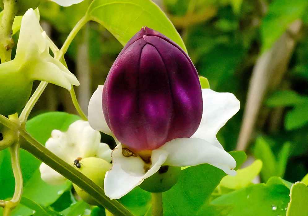 Close-up of a deep purple Amphilophium paniculatum flower bud wrapped in white sepals against a green leafy background