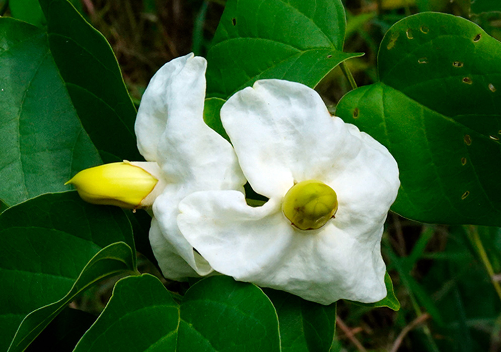 Close-up of Amphilophium paniculatum with two white flowers, one in full bloom with a greenish center and the other partially open with a yellow bud
