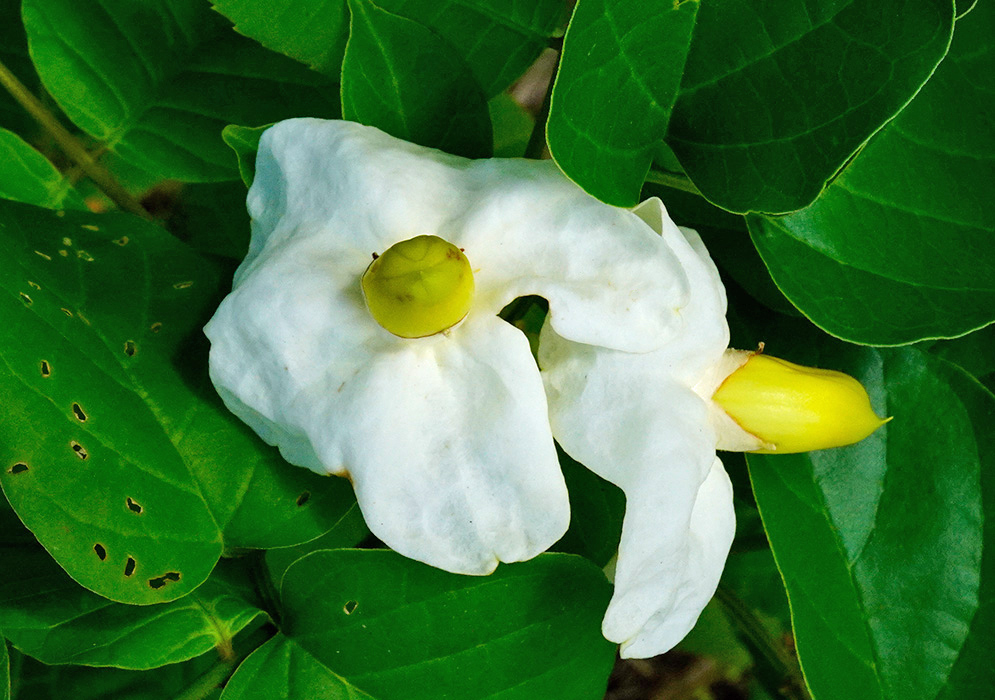 Amphilophium paniculatum white flowers nestled among lush green leaves, showing one full bloom with a yellow center and a closed bud