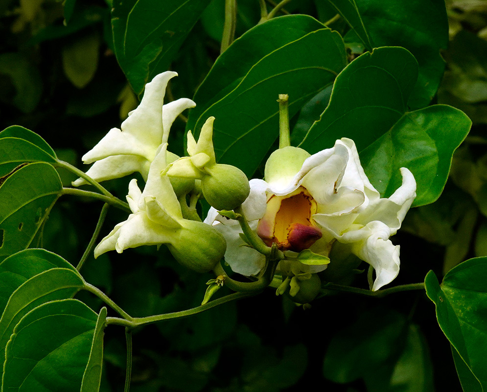 Amphilophium paniculatum flower cluster with white blooms and a yellow-purple tubular throat surrounded by green foliage