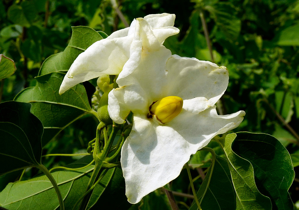 Large white flower of Amphilophium paniculatum with a yellow bud-like center and broad petals against a green leafy background