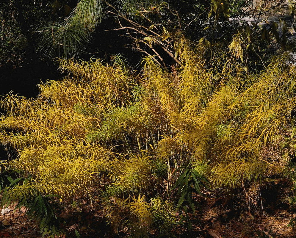 Amsonia Seaford Skies forms spreading clumps of golden autumn foliage with slender upright stems