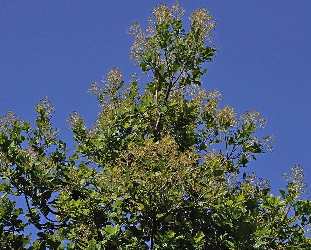 Anacardium excelsum Flowering Crown Against Sky Anacardium excelsum carries pale flower clusters across its leafy crown against blue sky