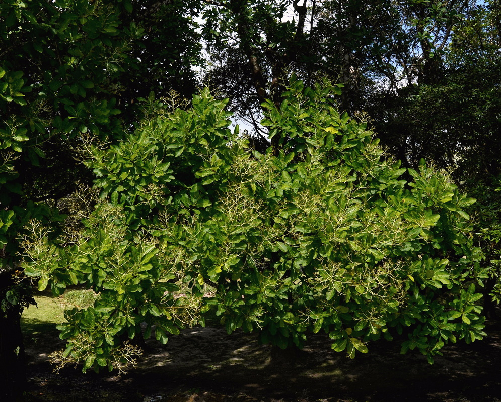 Anacardium excelsum Cream Flowers Among Foliage Anacardium excelsum bears cream flower clusters among dense green foliage