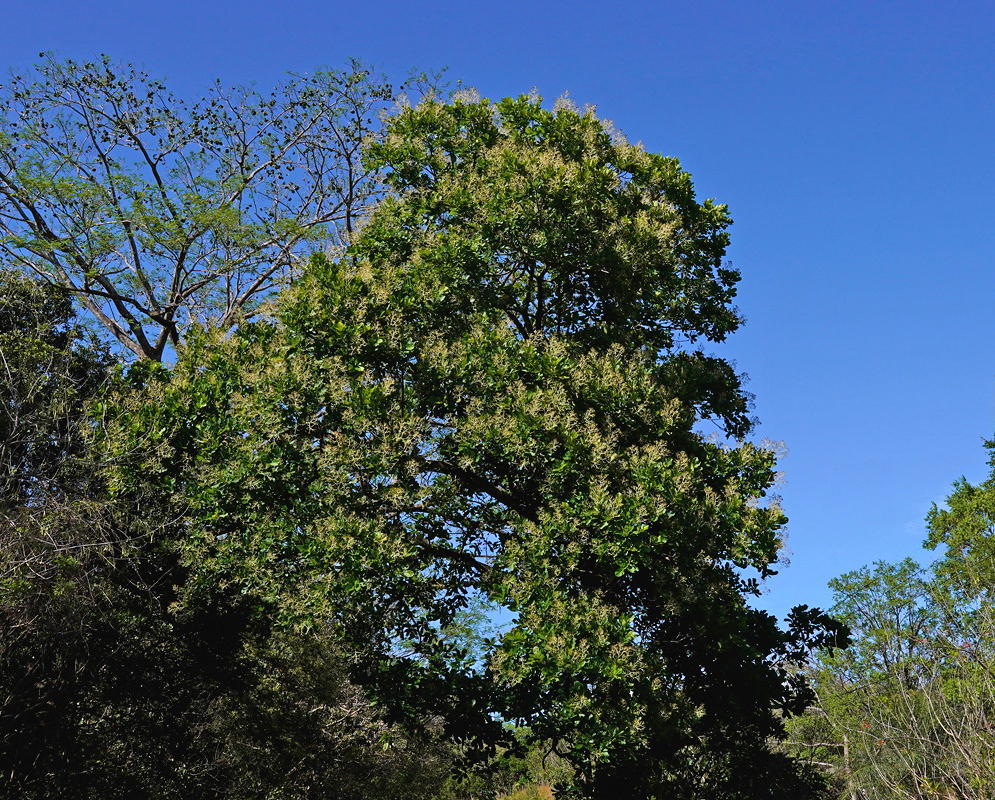 Anacardium excelsum Tall Pale Flowering Crown Anacardium excelsum forms a tall crown covered in pale flower clusters