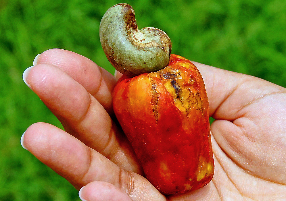 A red Anacardium occidentale fruit held in a hand