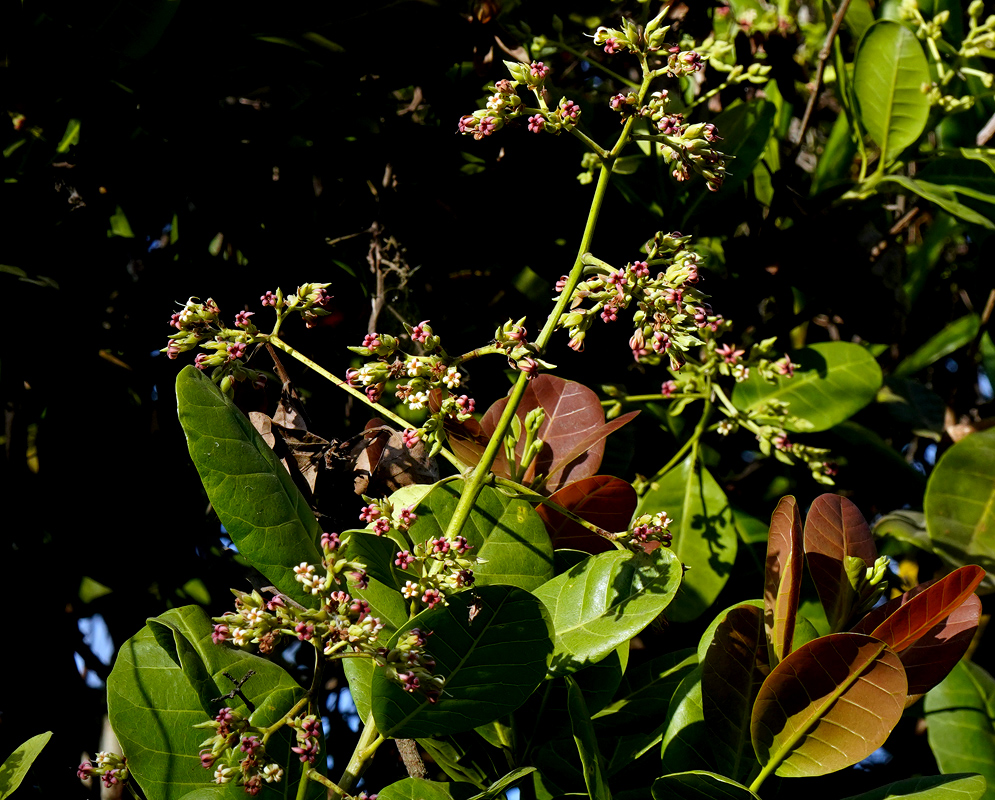 Anacardium occidentale tree with reddish young leaves and small pink-white flower clusters forming a developing inflorescence