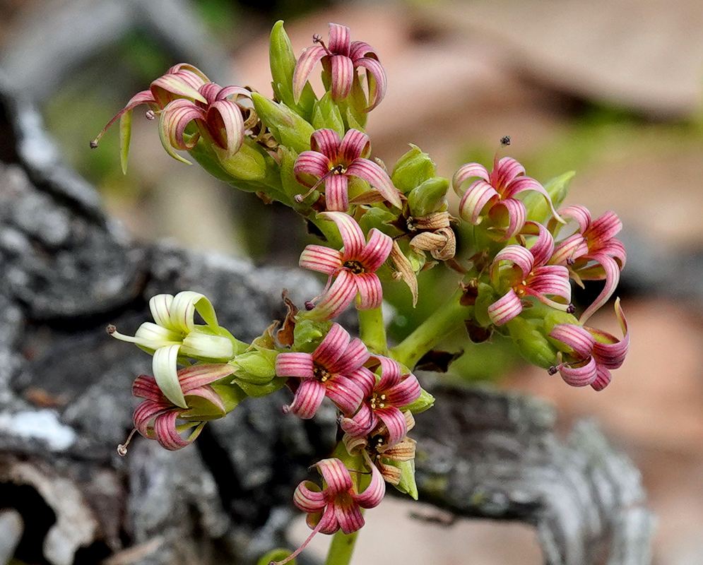 Anacardium occidentale Flower Cluster A compact cluster of Anacardium occidentale flowers featuring tightly curled pink-striped petals and a few pale yellow blossoms amid green buds