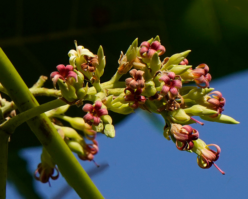 Close-up of Anacardium occidentale red and yellowish flower buds emerging on a green stem against a clear blue sky