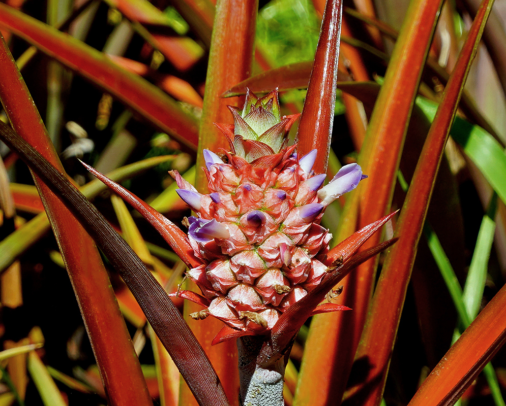 Ananas comosus with red leaves and a flowering inflorescence