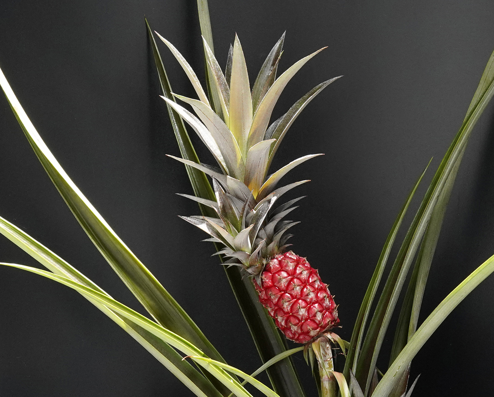 A pinkish Ananas comosus inflorescence with purple flowers