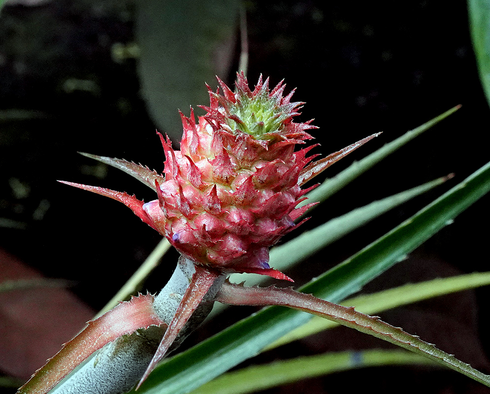 Ananas comosus microstachys Pineapple Bud ananas-comosus-microstachys