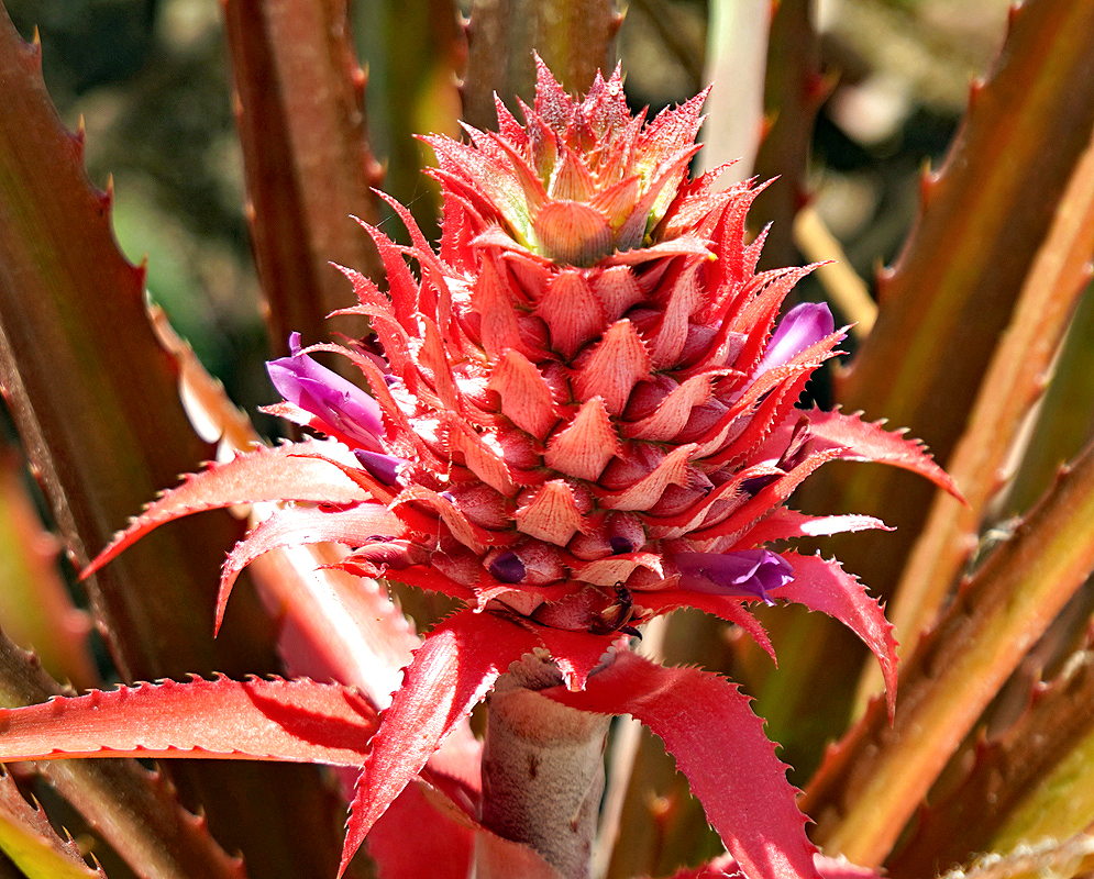 Red Ananas comosus inflorescence with purple flowers in sunlight