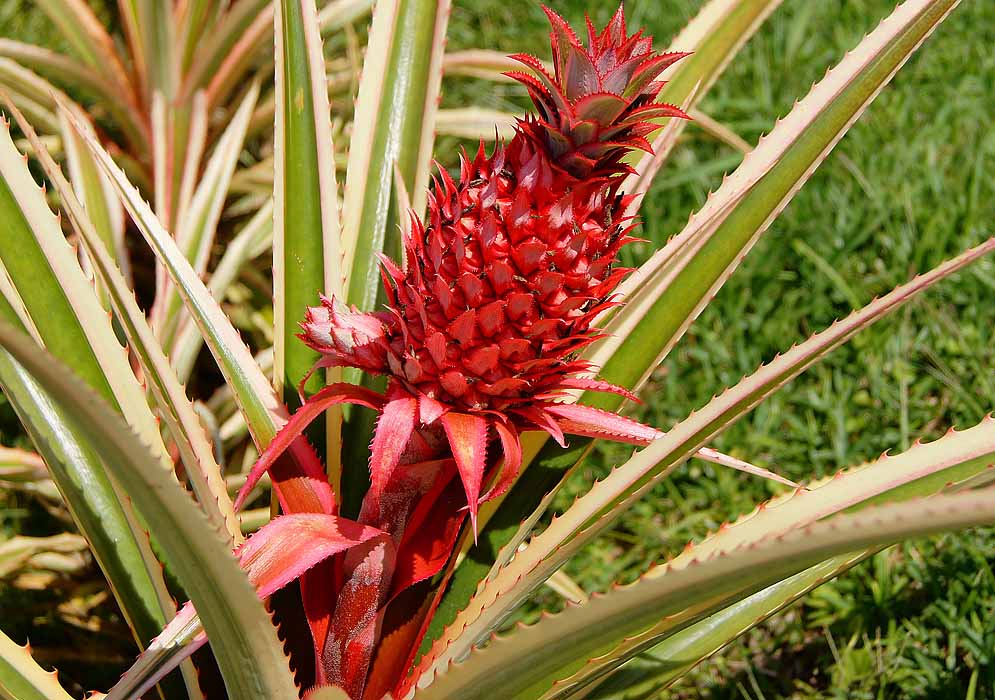 A red Ananas comosus fruit, sucker, bracts and offset in sunlight