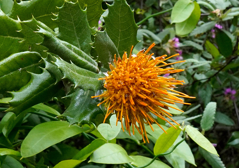 A bright orange spherical flower head composed of numerous slender tubular florets, emerging beside glossy, sharply serrated leaves