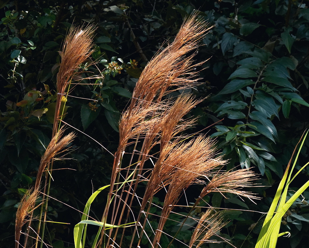 Anatherum bicorne has branching tawny flower plumes above long narrow green grass leaves