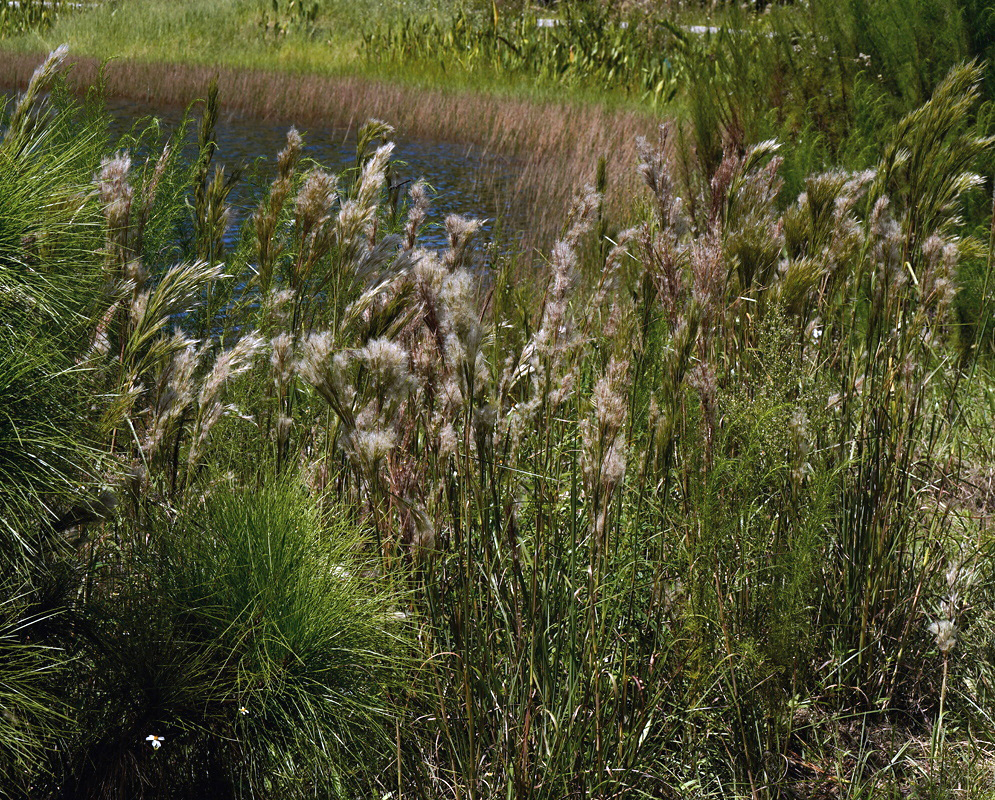 Anatherum glomeratum forms a field of upright green grass stems topped with pale fluffy flowerheads