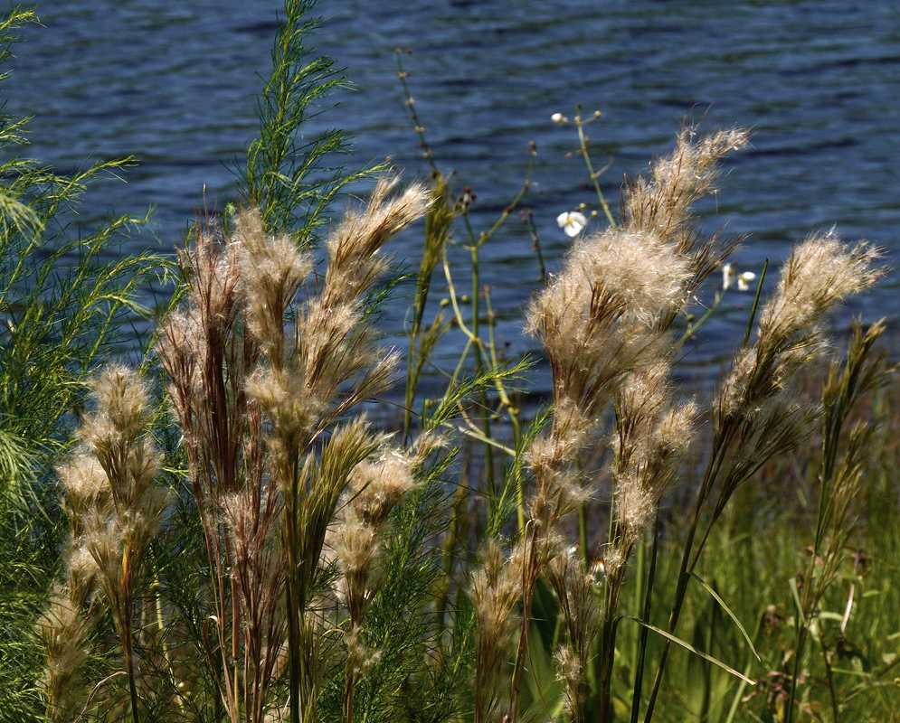 Anatherum glomeratum Feathery Flowerheads beside Water Anatherum glomeratum has dense cream-colored feathery flowerheads on upright stems beside water