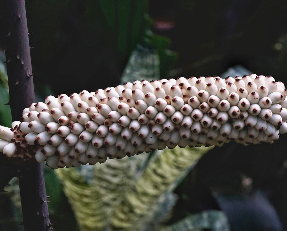 Anchomanes difformis has a pale exposed spadix densely covered with small flowers and rounded anthers