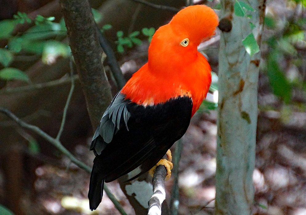 Bright orange with black feathers