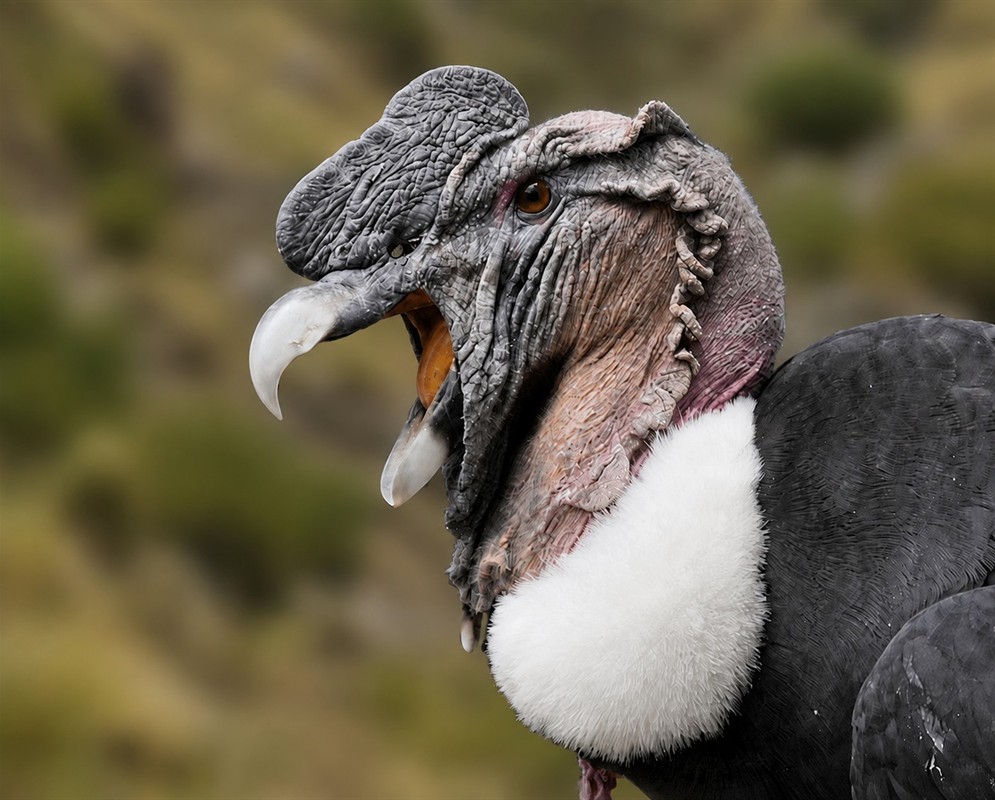 A Vultur gryphus shown as the andean condor in a clear view with its characteristic plumage visible
