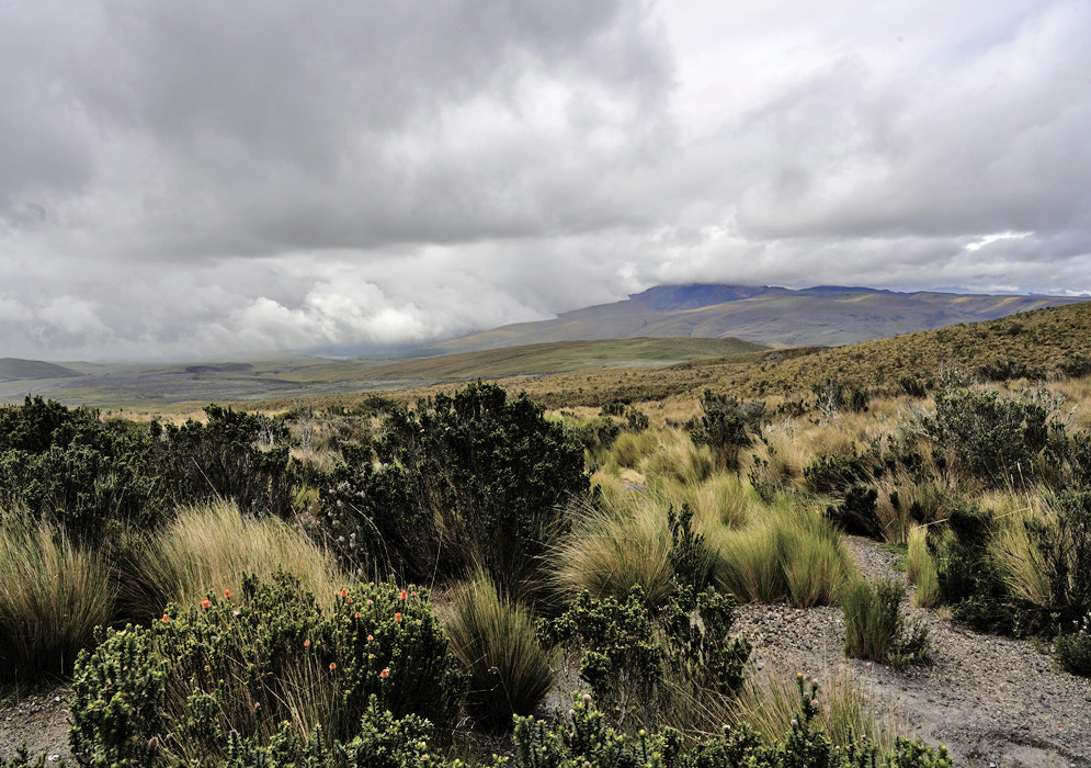 Native Flora of the Andean Páramo Native páramo vegetation, including spiky shrubs and coarse grass, fills the rugged landscape with a distant mountain ridge in view