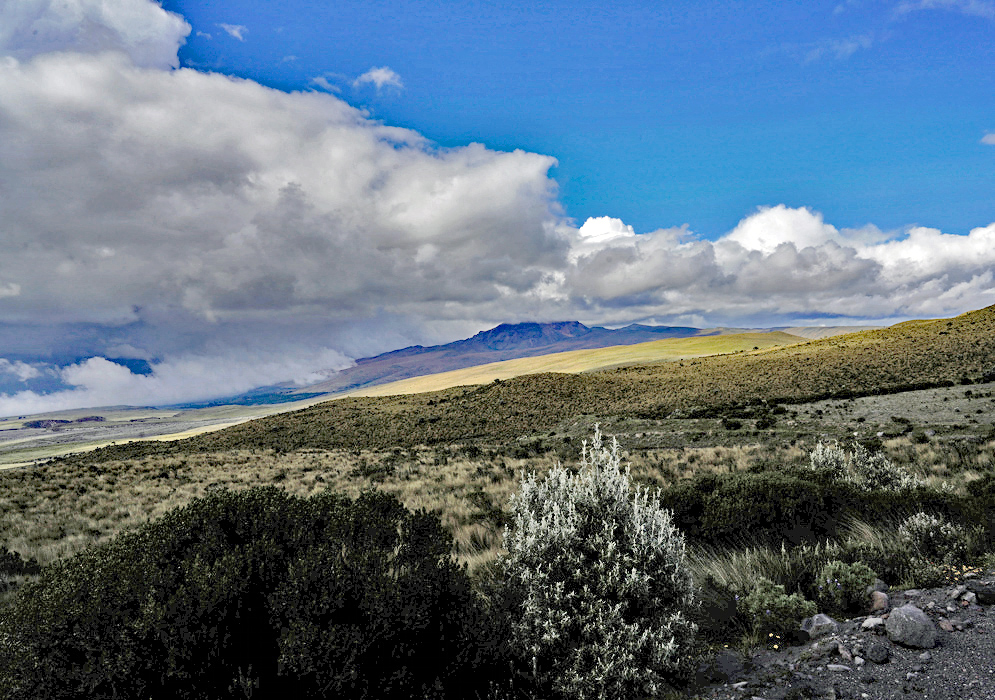 Highland Shrubs of the Andean Páramo Dense shrubs and long grasses typical of the Andean páramo thrive under an overcast sky in the high Andes