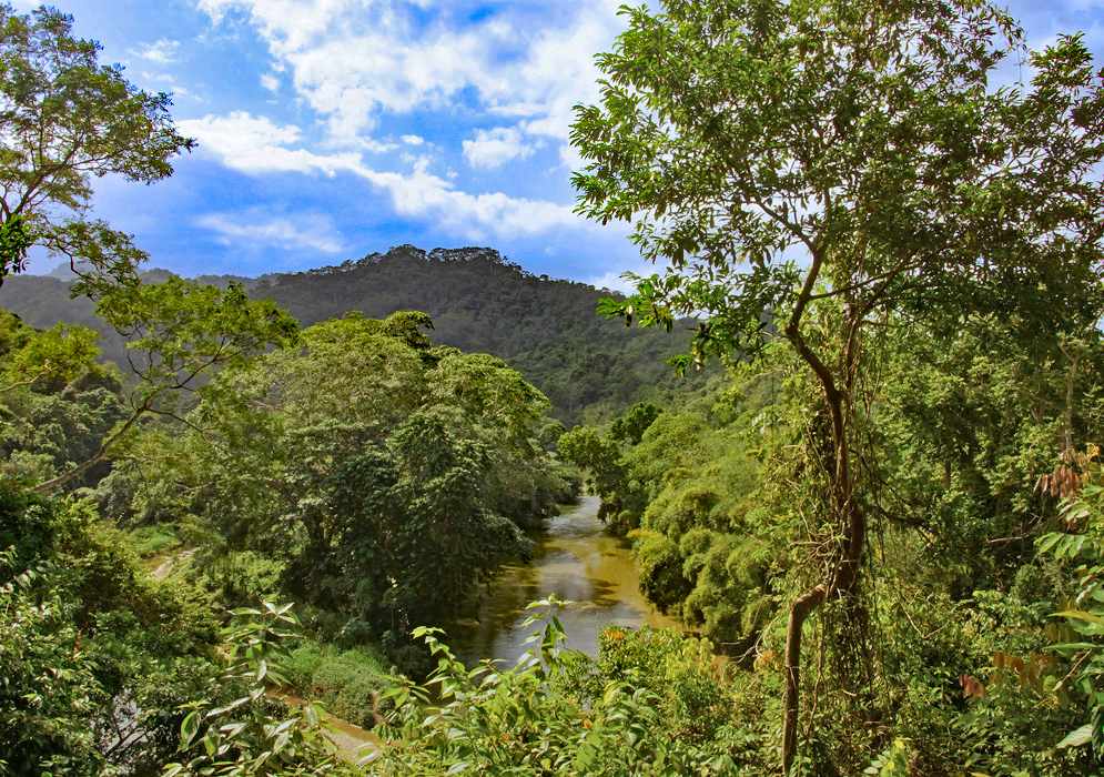Green jungle and river in the Sierra Nevada de Santa Marta