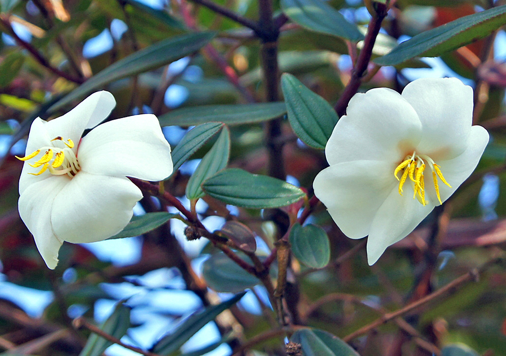 Two white Andesanthus lepidotus Alba flowers in shade