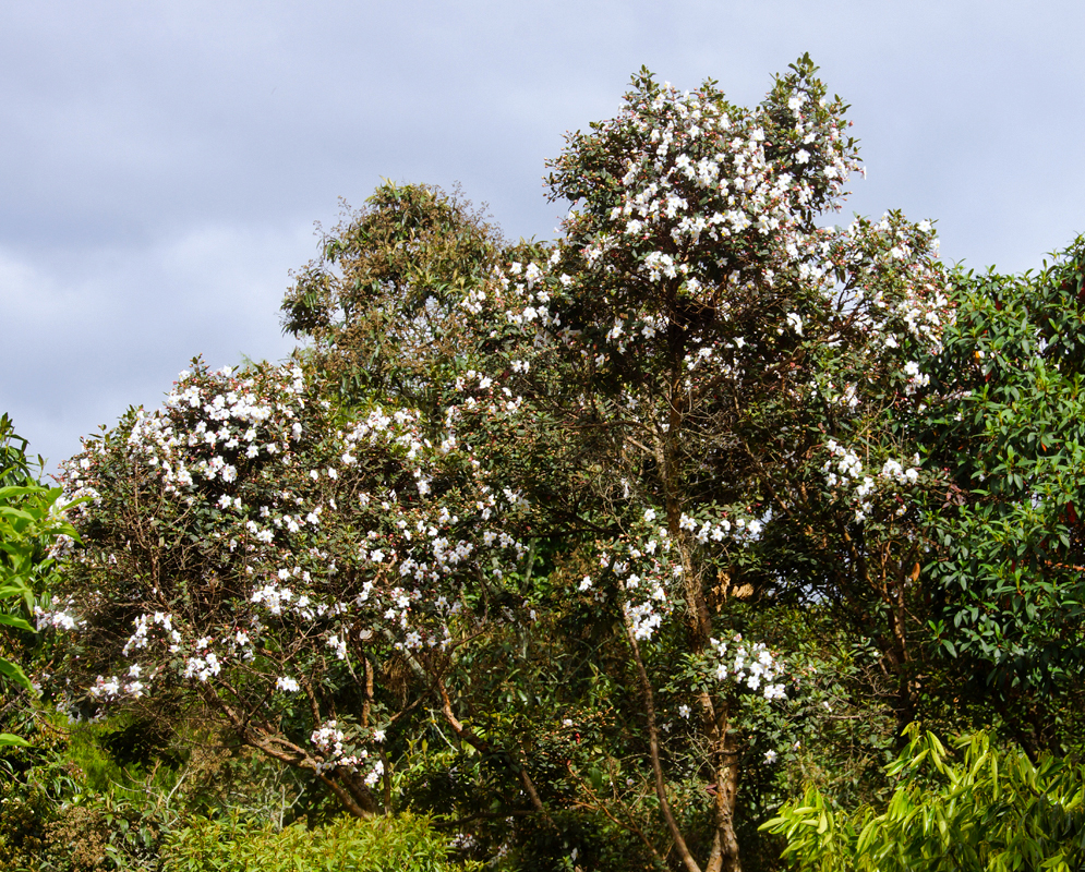 Andesanthus lepidotus tree with white flowers
