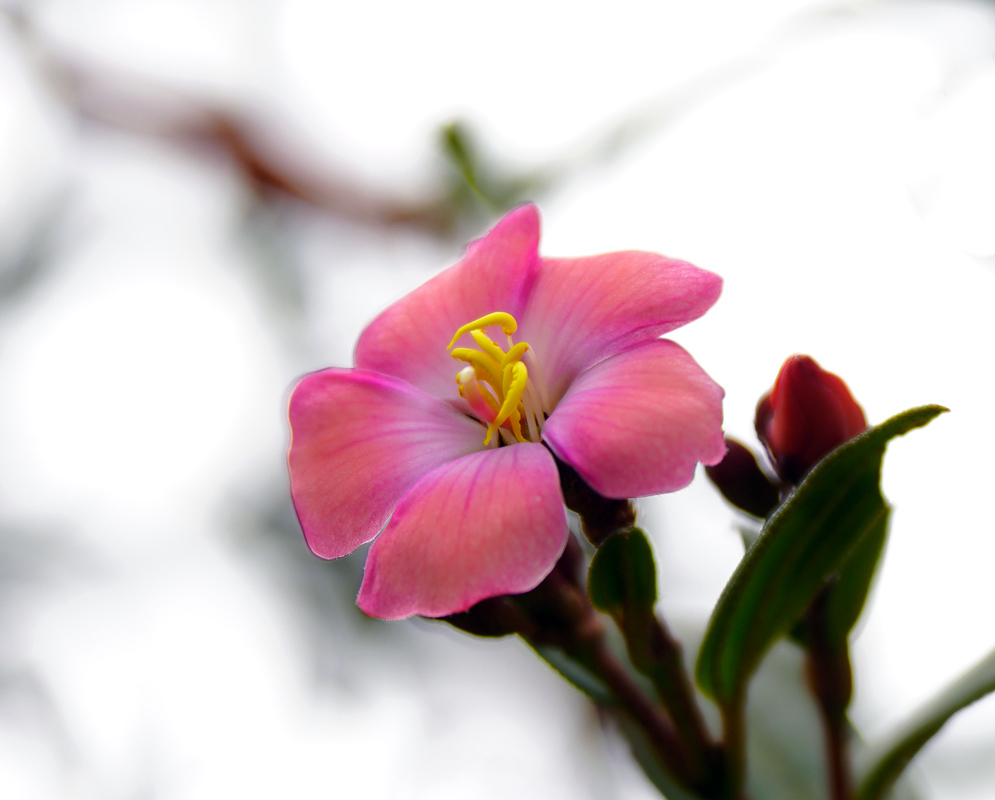 Vibrant dark pink Andesanthus lepidotus flower with yellow stamens, blooming against a bright blurred background