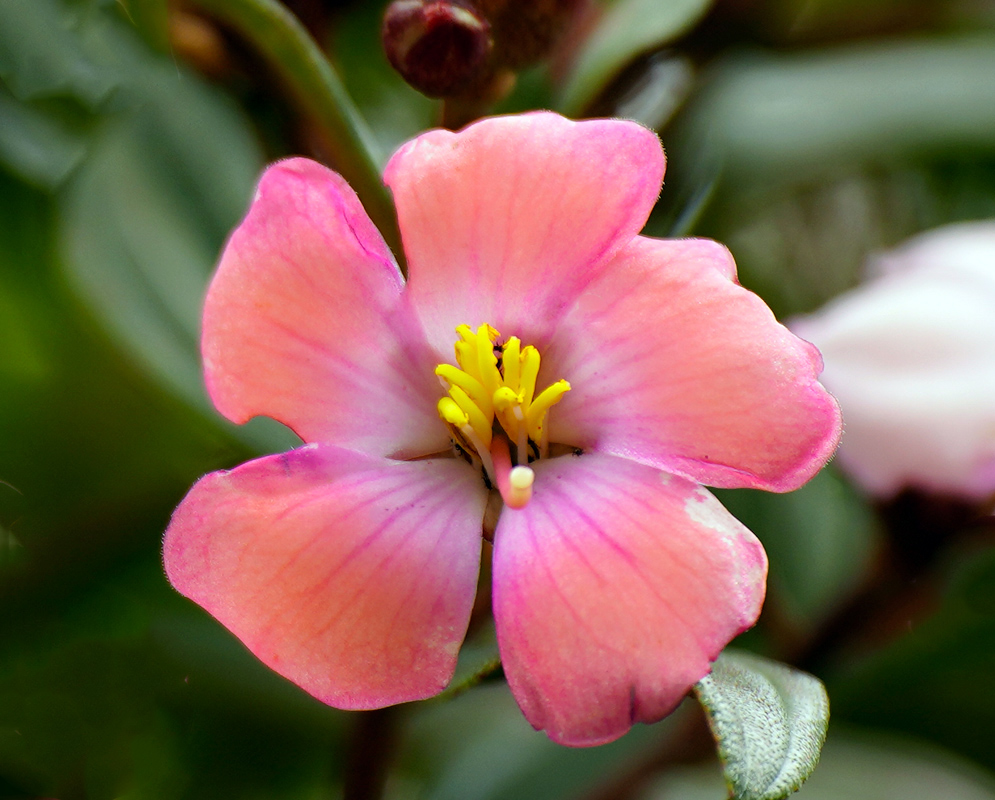 Pink five-petaled Andesanthus lepidotus flower with vibrant yellow stamens and shimmering foliage in the background