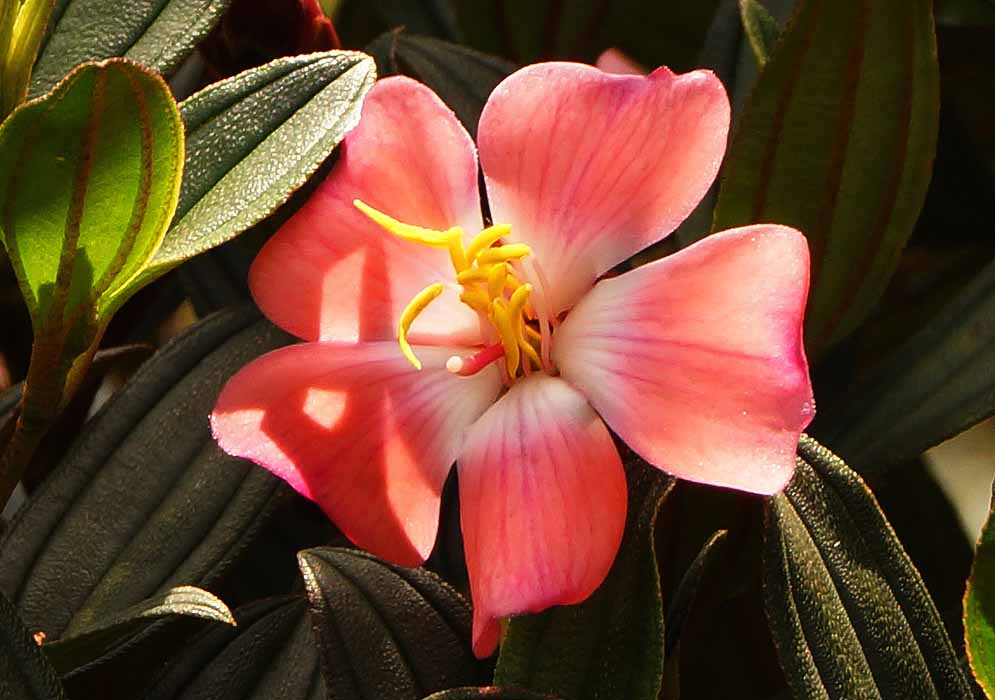 A pink Andesanthus lepidotus Rosada flower with a white center, pink style and yellow anthers in sunlight