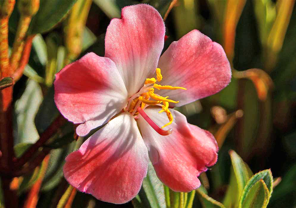 Andesanthus lepidotus pink flower