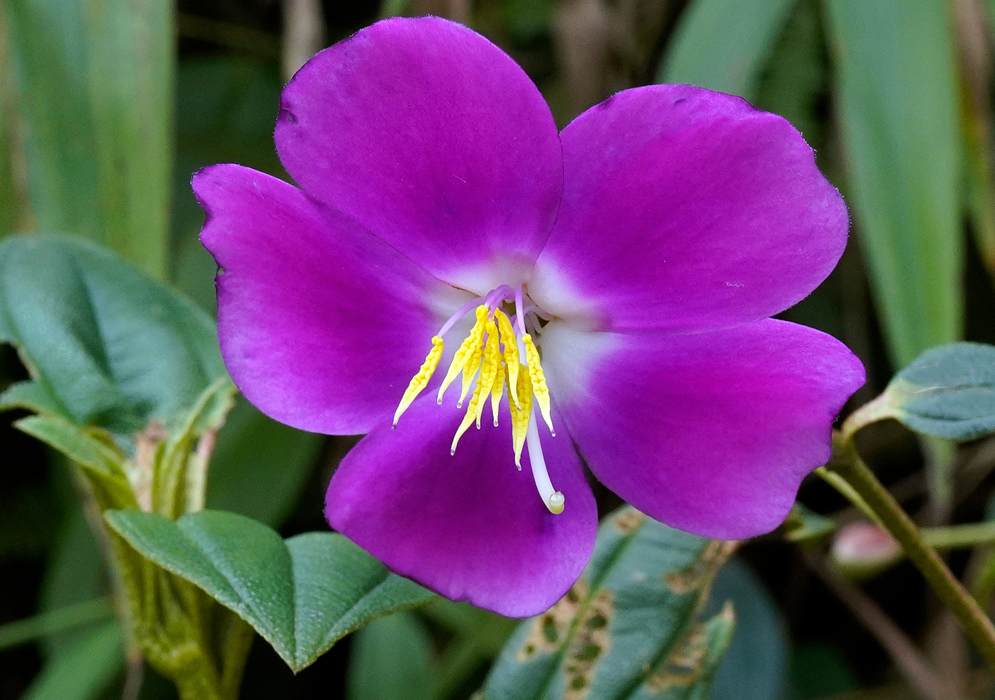 Vibrant purple Andesanthus lepidotus flower with yellow stamens and soft white throat against a green leafy background