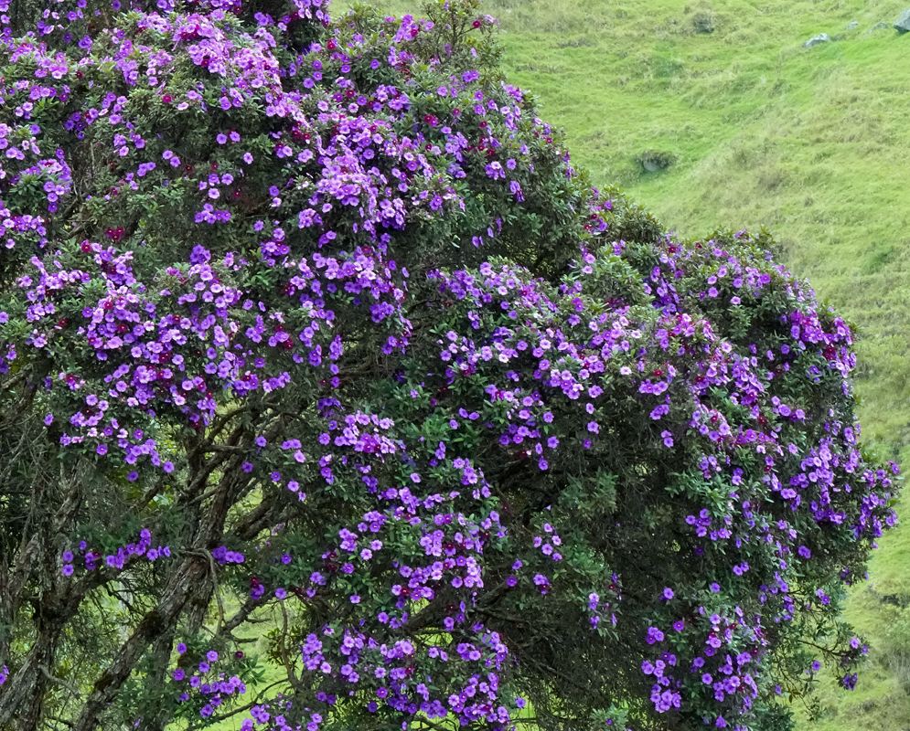 Andesanthus lepidotus tree in full bloom covered with vibrant purple flowers on a green hillside