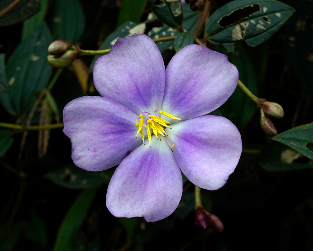 Andesanthus lepidotus flower with soft violet petals and bright yellow stamens against dark green foliage