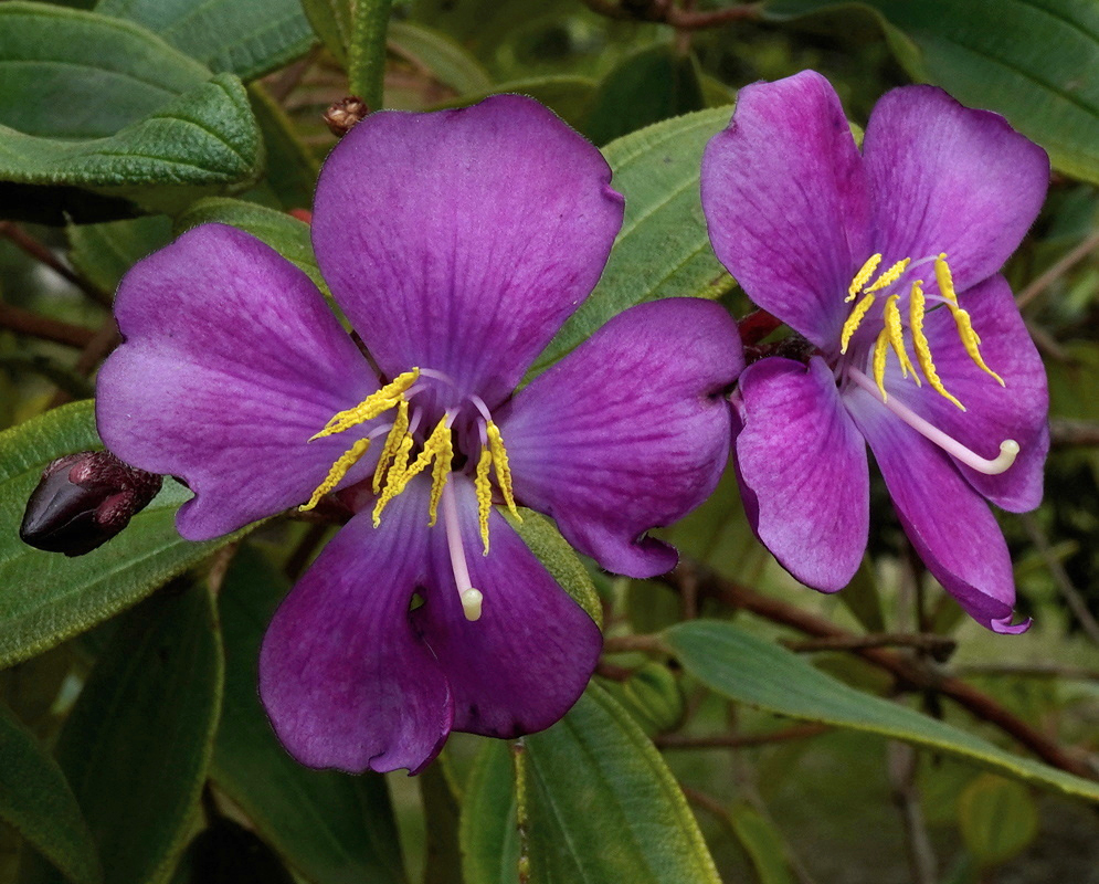 Andesanthus lepidotus Purple Flowers and Yellow Stamens Andesanthus lepidotus bears two purple flowers with five petals and curved yellow stamens