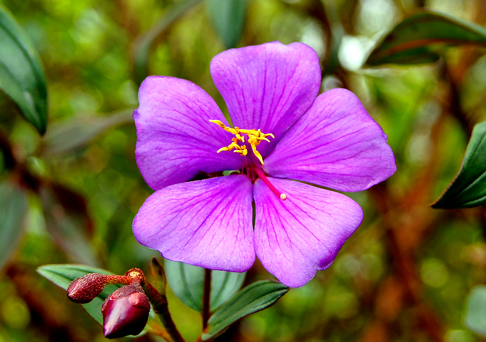 A purple Andesanthus lpaleaceus flower with bright yellow anthers and a magenta style