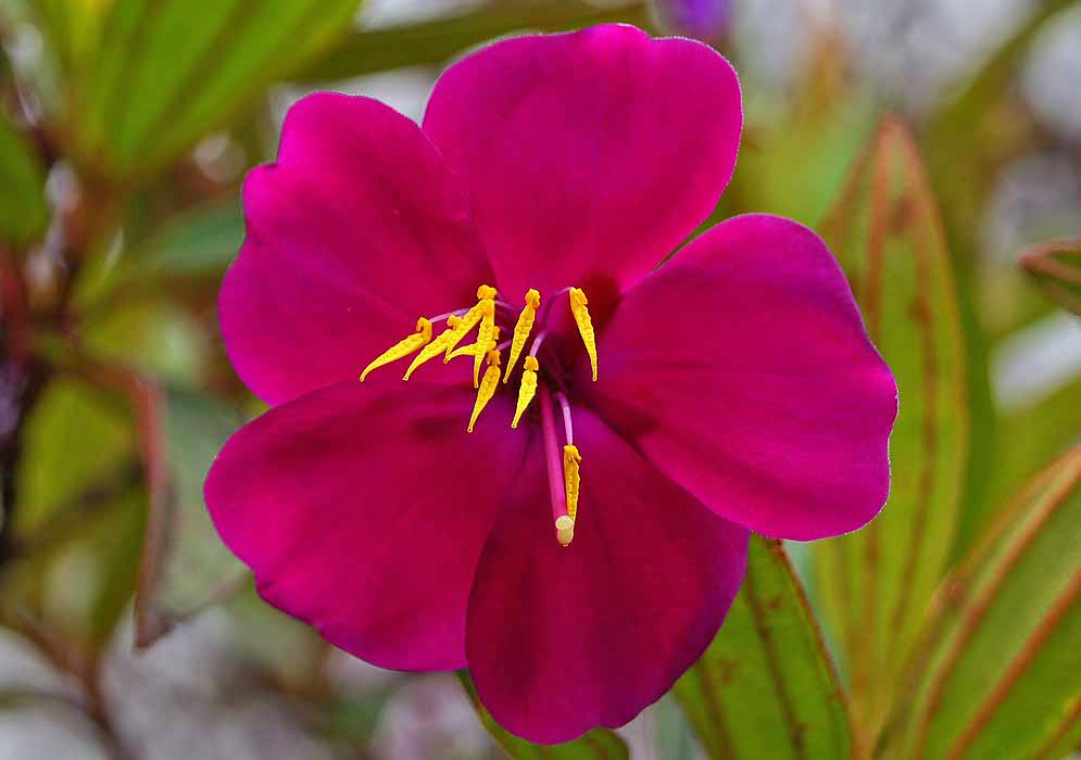 A dark magenta Andesanthus paleaceus flower with bright yellow anthers