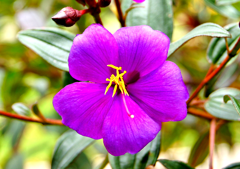A purple Andesanthus paleaceus flower with bright yellow anthers and a magenta style with a white stigma
