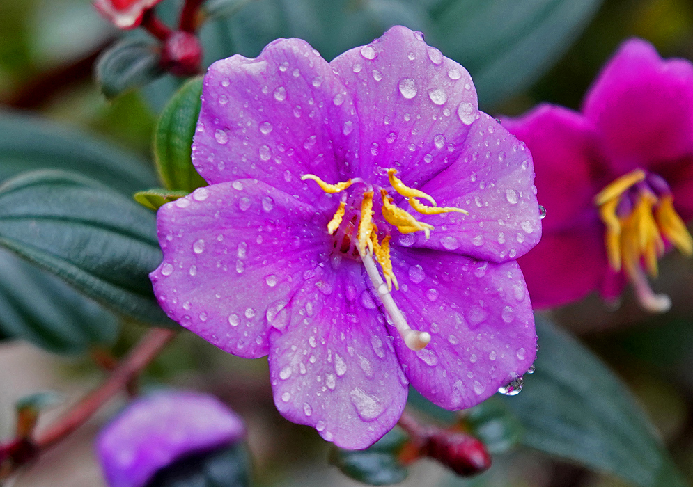 Andesanthus paleaceus purple flower covered in raindrops