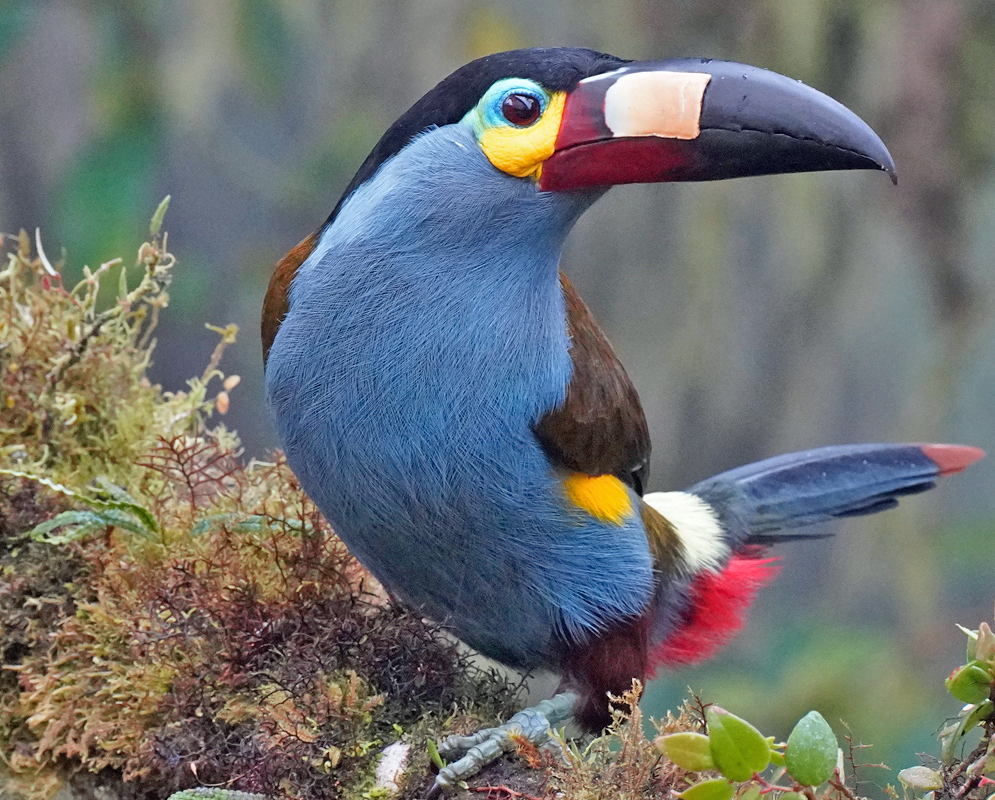Plate-Billed Mountain Toucan — Andigena laminirostris Close-up of a Plate-billed Mountain Toucan showing striking blue underparts, yellow facial patch, and multicolored bill